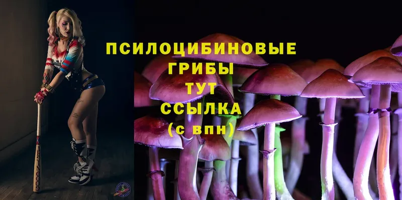 Псилоцибиновые грибы MAGIC MUSHROOMS  сколько стоит  дарк нет клад  Тайга 